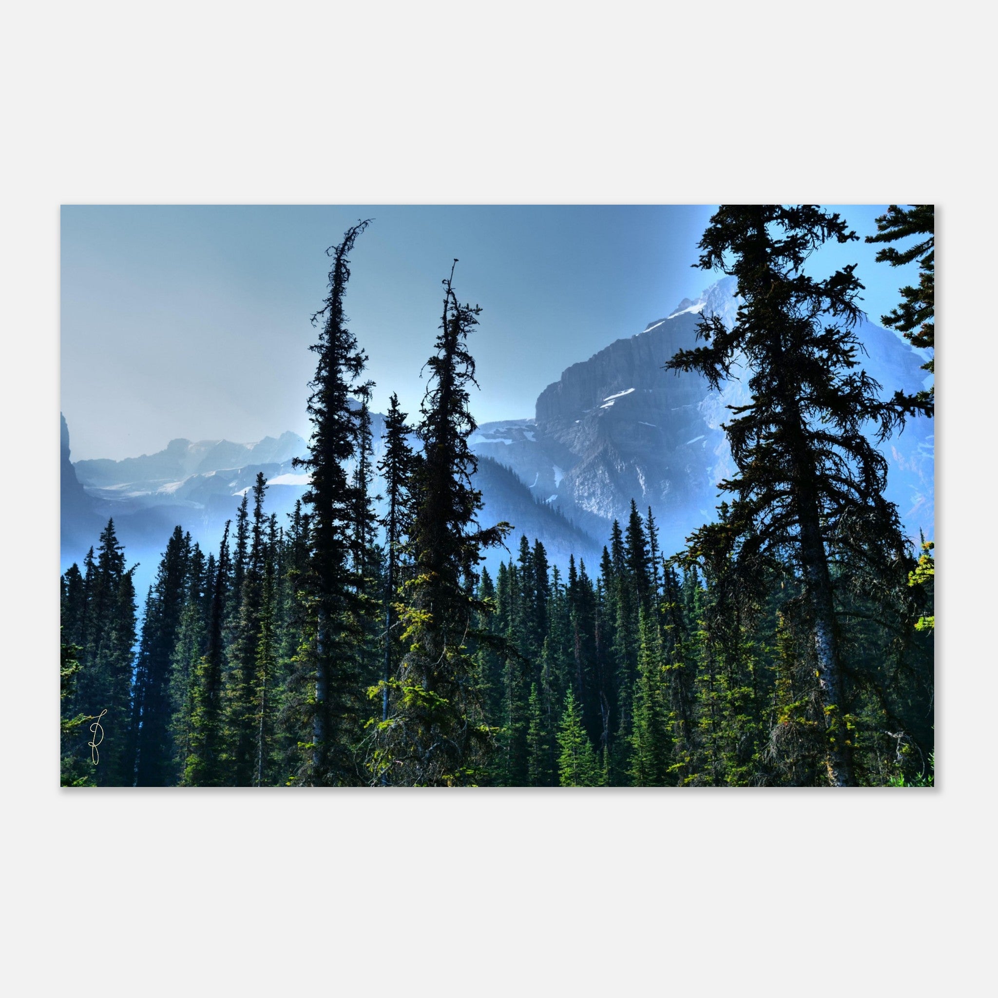 Magic Forest - Wall Art Aluminum Print – DannyJ - The World in Color
